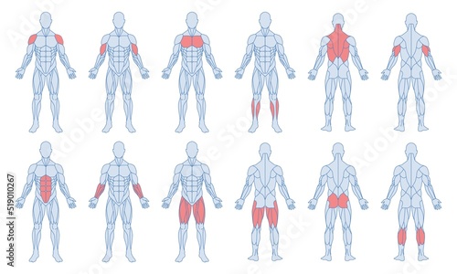 Male muscle anatomy set. Figure of man and with highlighted biceps, triceps, quadriceps, calf and latissimus dorsi. Training and sports. Cartoon flat vector collection isolated on white background photo