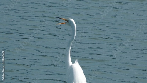 Gorgeous Great White Egret Bird Singing Its Heart Out At Florida Environmental Protection Park