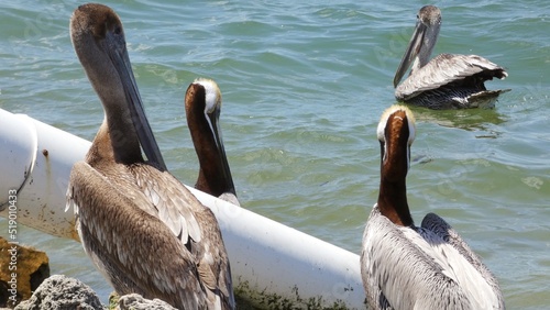 Flock Of Florida Brown Pelican Birds Fishing On the Side of the River at Sebastian Inlet Fishing Park