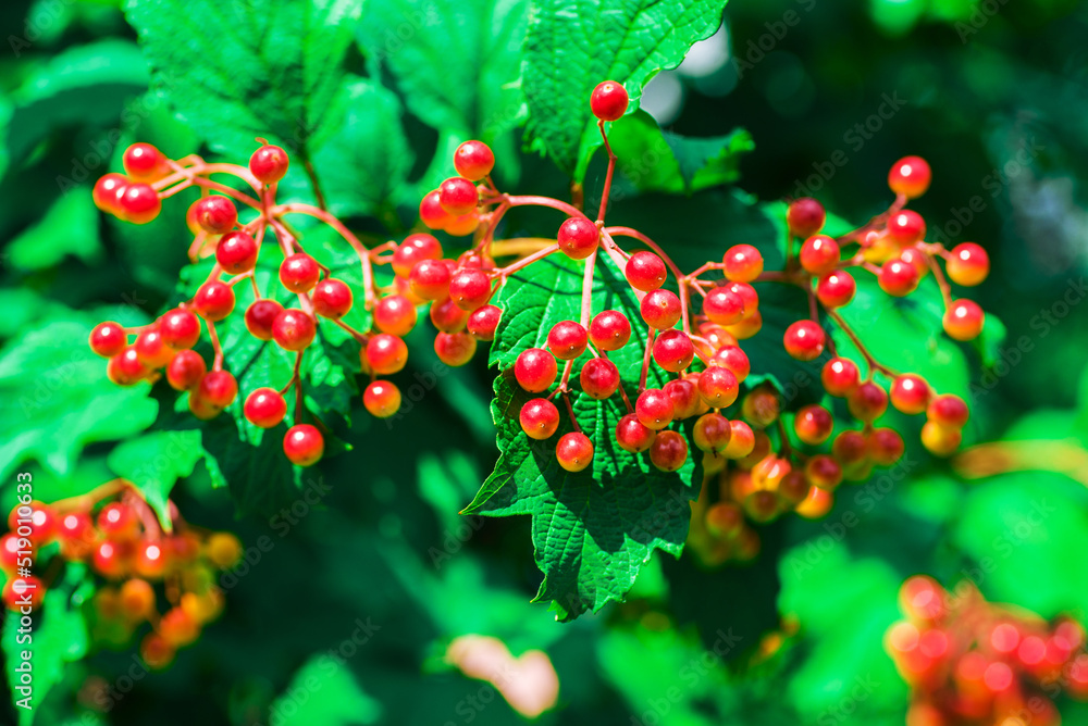 Red berries of viburnum on a bush in the garden. Branch of red Viburnum in the garden. Viburnum berries and leaves of viburnum in summer outdoors. Red berries of viburnum on a bush in the garden. Branch of red Viburnum in the garden. Viburnum berries and leaves of viburnum in summer outdoors.