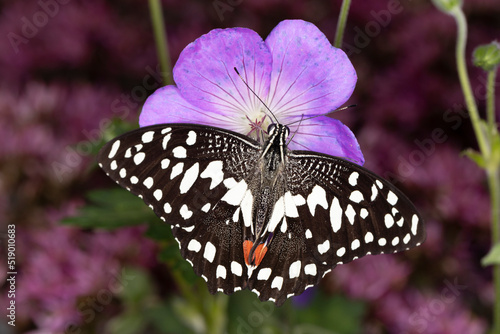 Wunderschöner exotischer Schmetterling photo