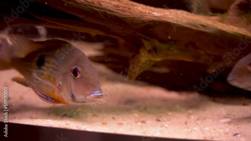 Geophagus is a genus of cichlids fish, aka eartheaters picking up or grazing mouthfuls of sediment to sift out food items such as invertebrates, plant material, stones and detritus photo
