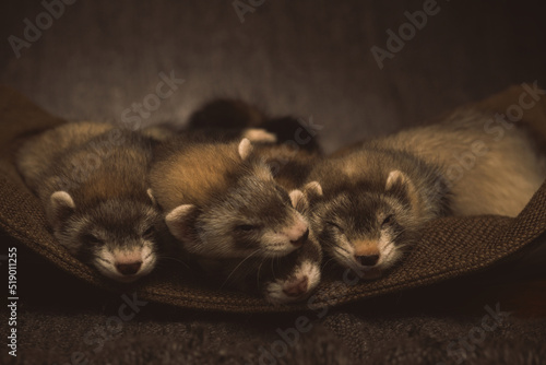 Six weeks old ferret group aby posing for portrait in studio