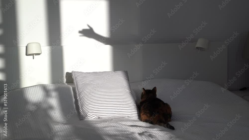 Funny cat see creating silhouette shadow on white wall. Interesting ...