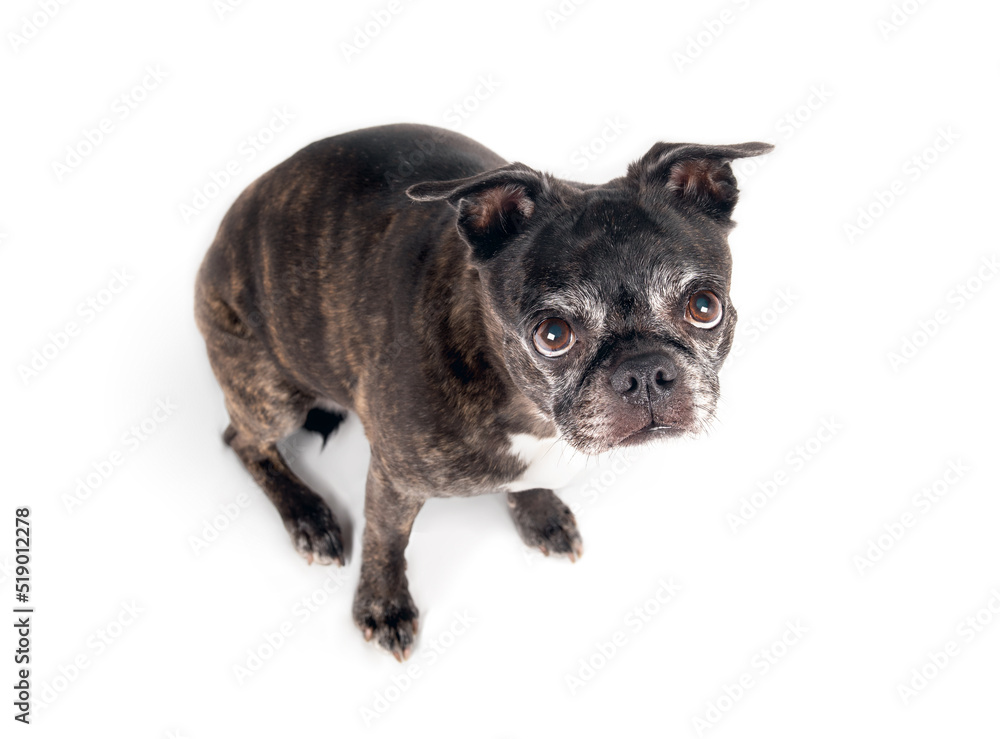 Isolated sad dog looking at camera while sitting. High angle view of senior dog looking up with sad and big brown eyes. 9 years old female boston terrier pug mix. Black or brindle. Selective focus.