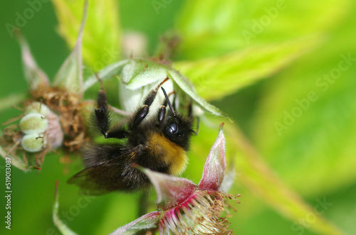 Jemel pollinates a flower. Insects photo