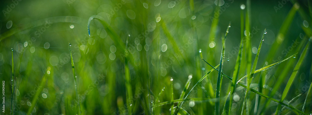 Naklejka premium grass with dew drops in the morning - soft fokus and nice bokeh