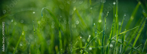 grass with dew drops in the morning - soft fokus and nice bokeh