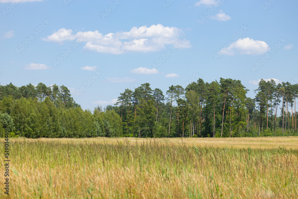 Typical summer landscape in the village, field, trees and sky