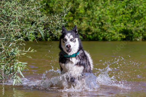 Siberian Husky with blue eyes bathing in the river. Breed dog. dog games.