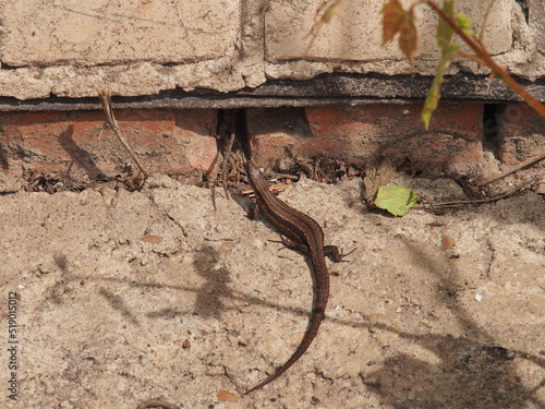 A small gray nimble lizard. Close-up.