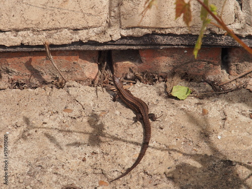 A small gray nimble lizard. Close-up.