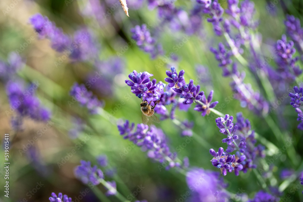 Obraz premium Lavendel mit Biene
