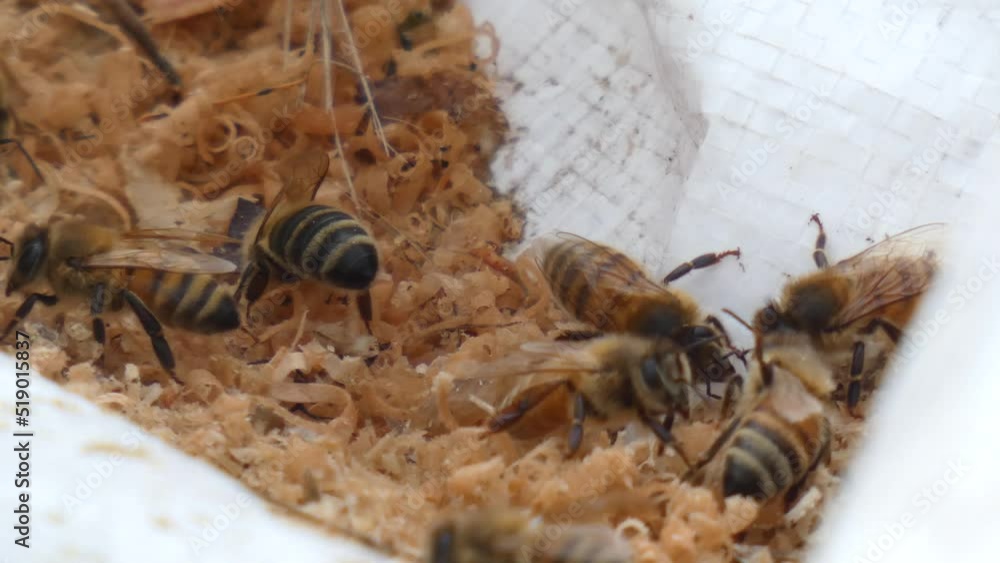Bees closeup moist wood shavings Loop Montana Bees closeup moist wood shavings Loop Montana