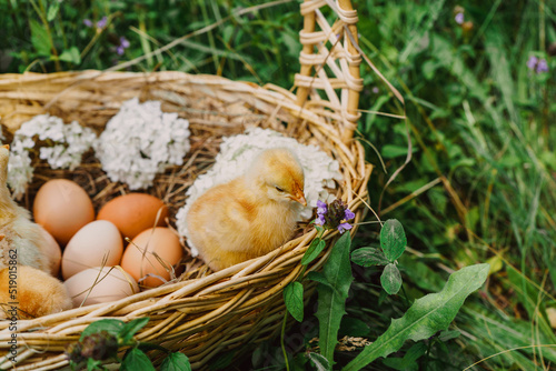 newborn yellow chick with chicken eggs in hay in a wicker basket 1