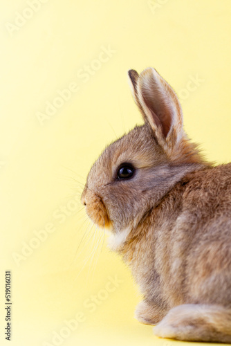 brown little fluffy rabbit on a yellow pastel background. Easter Bunny for Easter. Festive bunny for spring break. Close-up