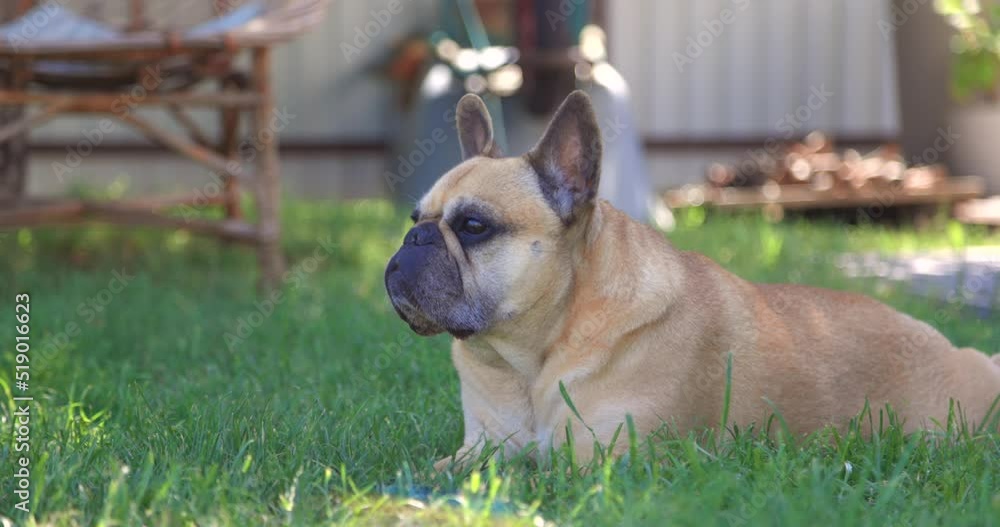 cute fawn french bulldog resting in his garden near the house. High quality 4k footage cute fawn french bulldog resting in his garden near the house. High quality 4k footage