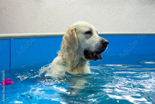 Konstfotografi golden retriever dog playing with ball in the swimming pool
