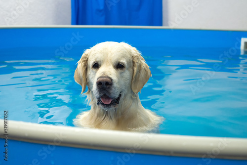 Foto golden retriever dog training in the swimming pool