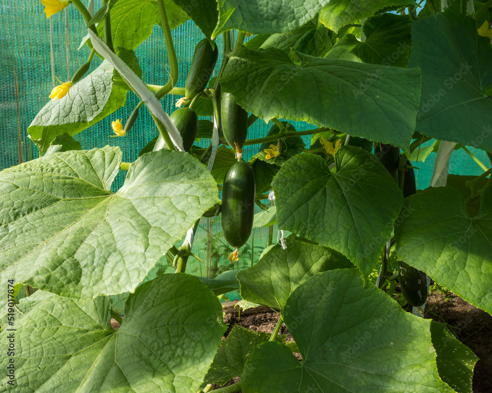 freshly grown cucumbers on the branches in the greenhouse. the concept of a private small business freshly grown cucumbers on the branches in the greenhouse. the concept of a private small business