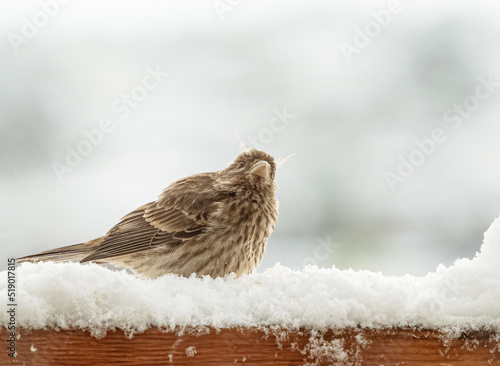 Fotografía Juvenile house finch with feather tufts on head, sitting in snow