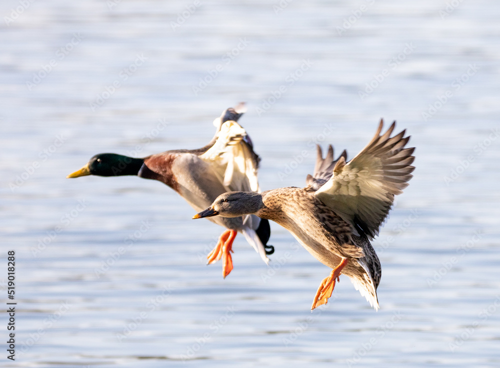 Obraz premium ducks landing in water 