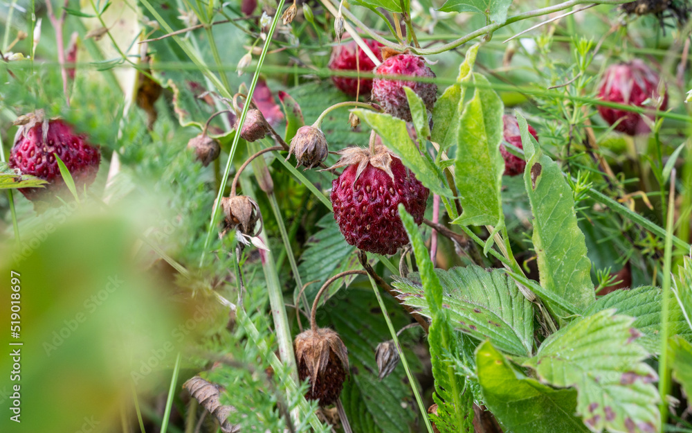 forest stawberry