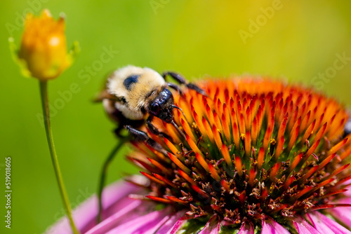 bee on a flower 