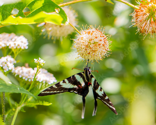 butterfly on a bush