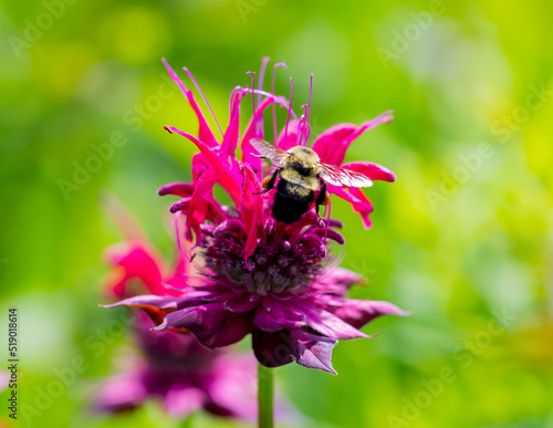 Bee on flower 