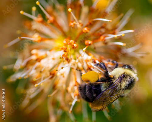 Bee on flower 