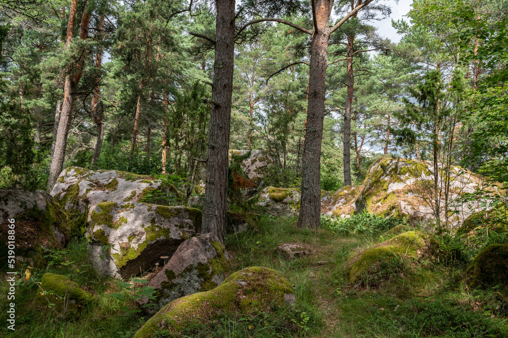Fototapeta premium rocks on the forest