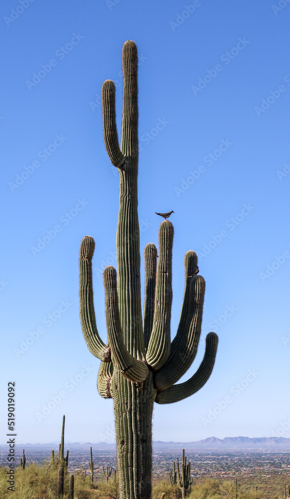 Precarious Perch Bird Sitting on Cactus in Arizona Desert
