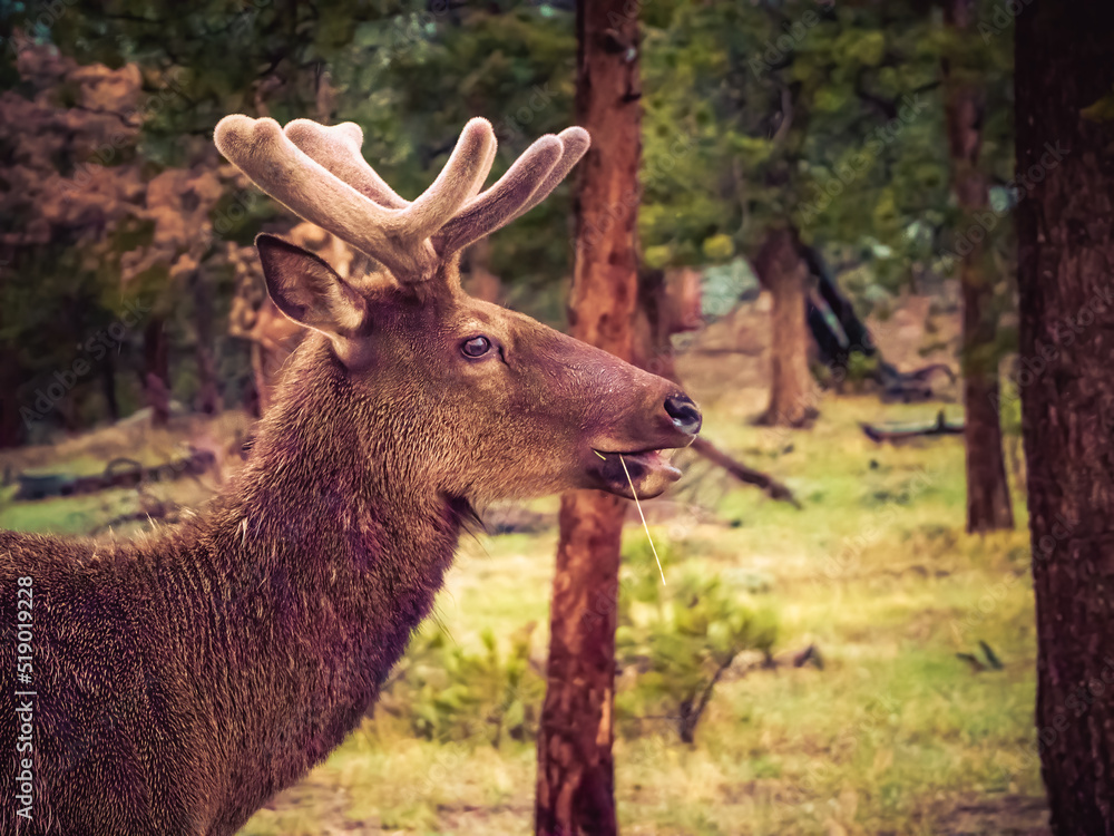 Fototapeta premium Profile of bull elk in velvet, chewing grass. Rocky Mountain National Park, Colorado, spring 