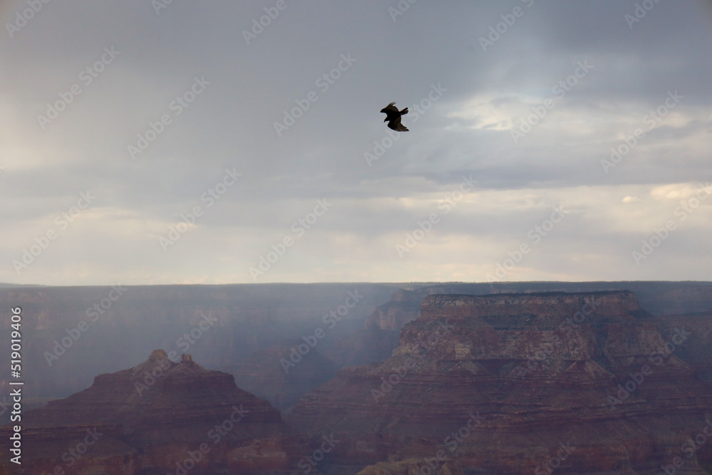 Grand Canyon Eagle