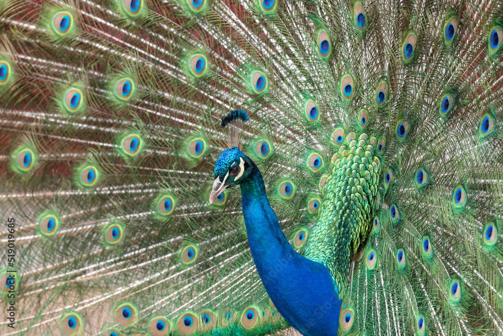 Fototapeta premium Portrait of a common peacock (pavo cristatus) fanning out it's tail feathers