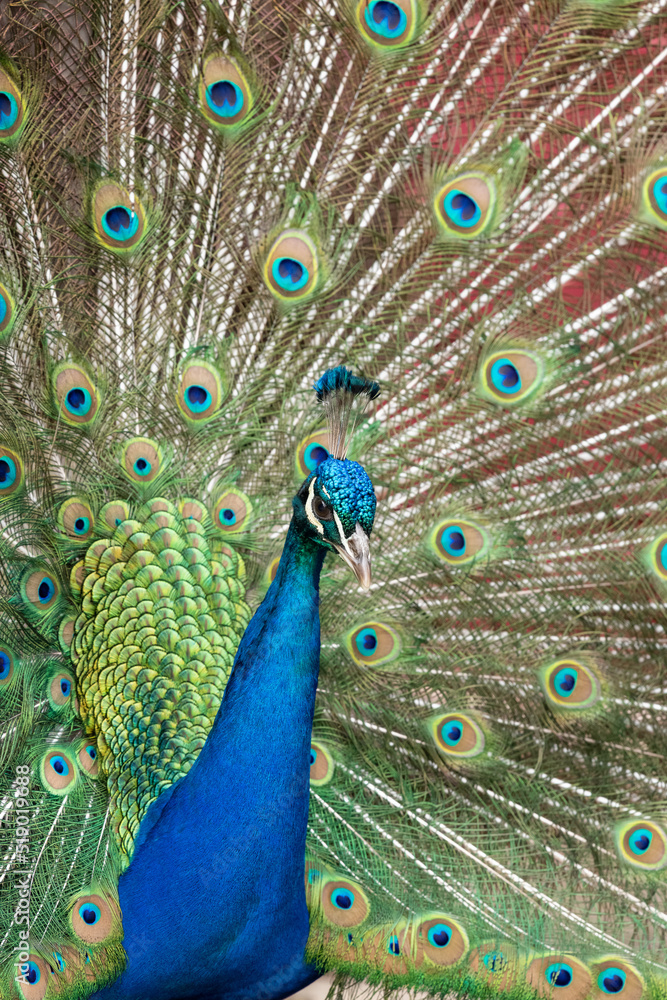 Fototapeta premium Portrait of a common peacock (pavo cristatus) fanning out it's tail feathers
