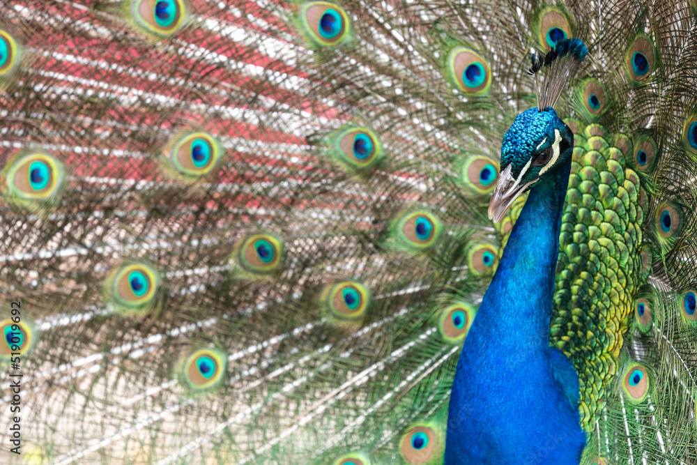 Obraz premium Portrait of a common peacock (pavo cristatus) fanning out it's tail feathers