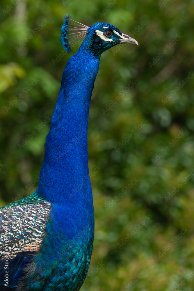 Obraz premium Common peacock (pavo cristatus)