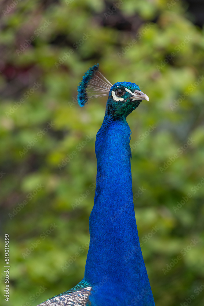 Obraz premium Head shot of a common peacock (pavo cristatus)