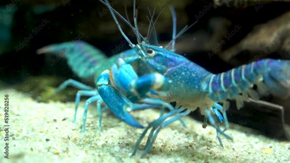 Two colorful Cherax quadricarinatus , an Australian freshwater blue crayfish, aka mini lobsters fighting aggressively for territory Two colorful Cherax quadricarinatus , an Australian freshwater blue crayfish, aka mini lobsters fighting aggressively for territory