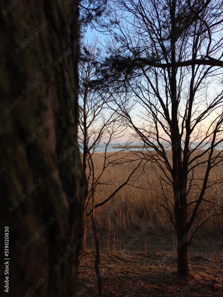 Obraz premium sunset in the forest