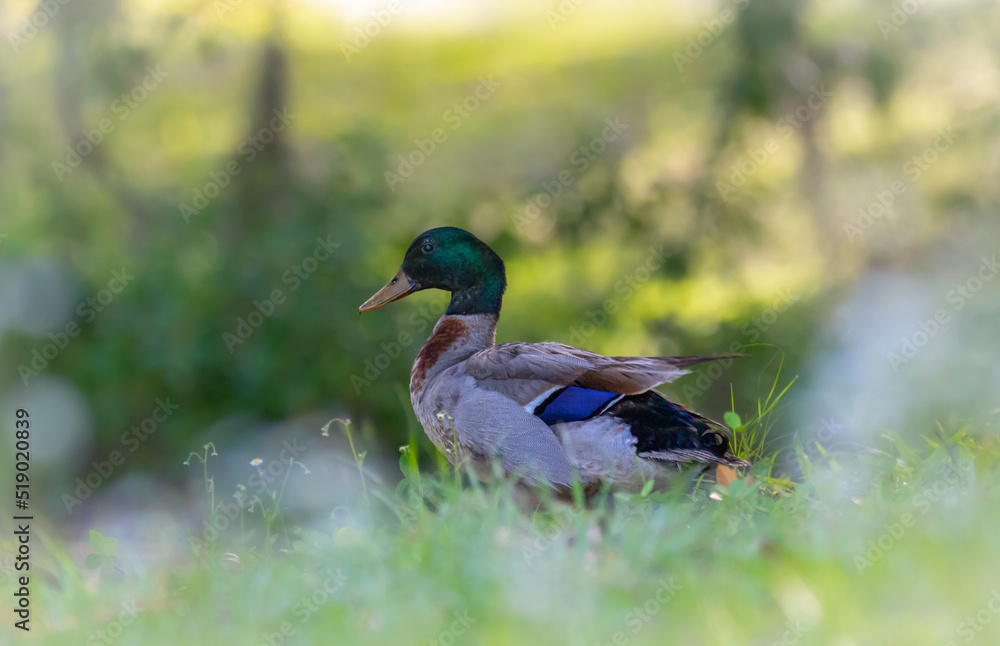 Artistic Wildlife Photography of Male Mallard Duck Artistic Wildlife Photography of Male Mallard Duck