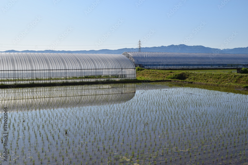 ビニールハウスと田園風景