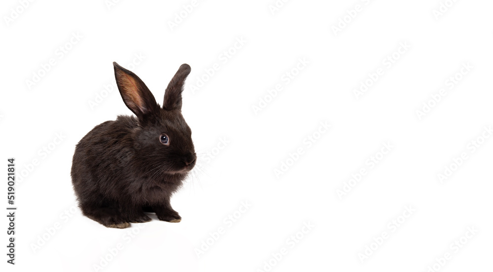 One little black rabbit isolated on a white background. Hare is a symbol of 2023 year accoding an eastern calendar. Cute fun pet. Holiday gift for Christmas, New Year or Easter. Copy space. Banner One little black rabbit isolated on a white background. Hare is a symbol of 2023 year accoding an eastern calendar. Cute fun pet. Holiday gift for Christmas, New Year or Easter. Copy space. Banner