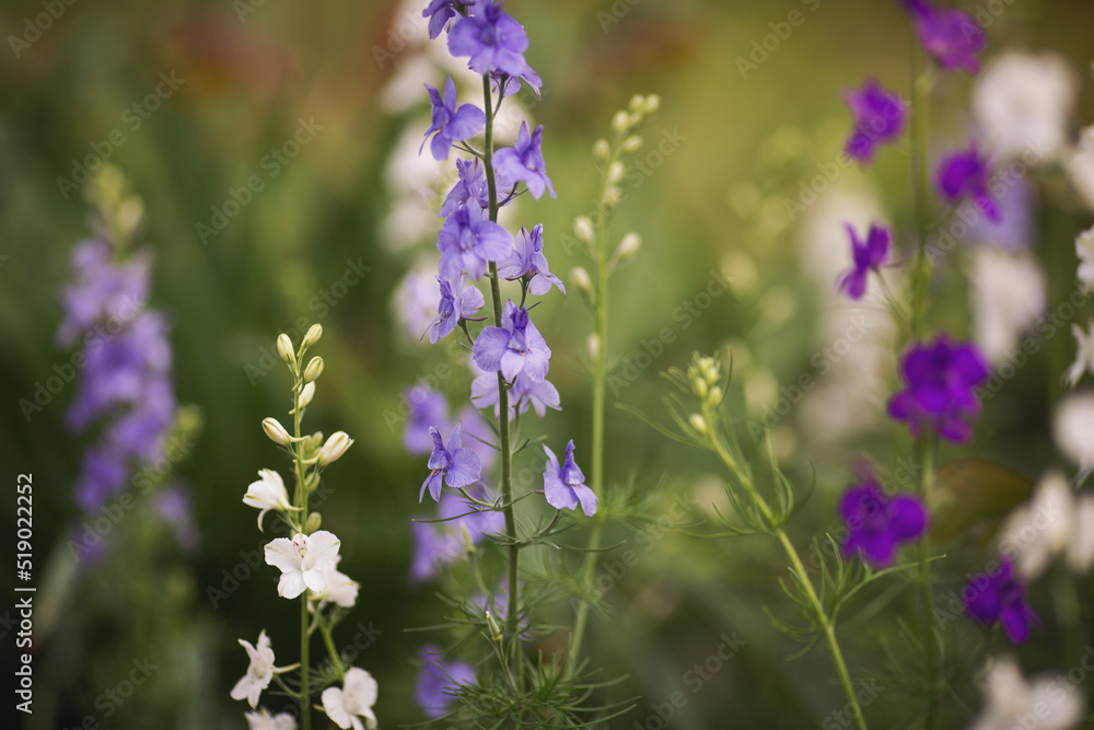 Flowers on a field. Summer nature. close-up of blue and purple sage blossoms with blurry background. Flowers on a field. Summer nature. close-up of blue and purple sage blossoms with blurry background.