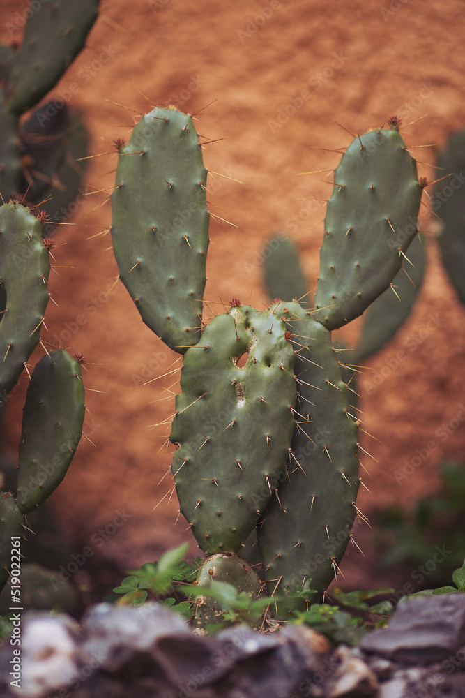 Plant green cactus with sharp thorns closeup. Tropical plants concept. Cactus decor isolated outside. Plant green cactus with sharp thorns closeup. Tropical plants concept. Cactus decor isolated outside.