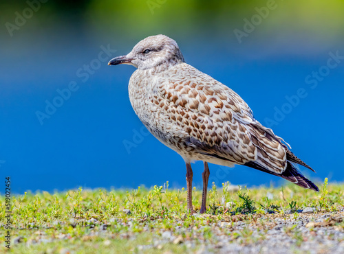 Herring Gull taking a break by the lake photo