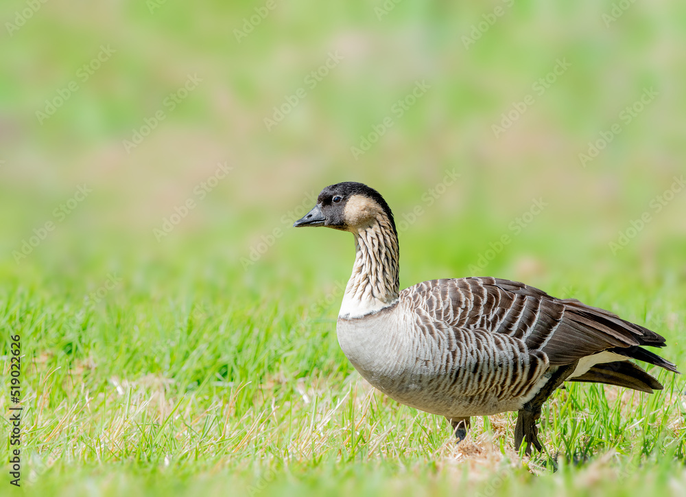 Nene or Hawaiian goose foraging for food in the Big Island Nene or Hawaiian goose foraging for food in the Big Island
