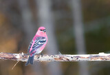 Pine grosbeak perched on a tree in Sax Zim Bog